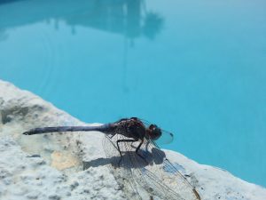 insect outdoor pool